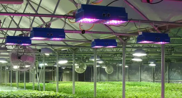 Agricultural Lighting Parameters | Allied Scientific Pro